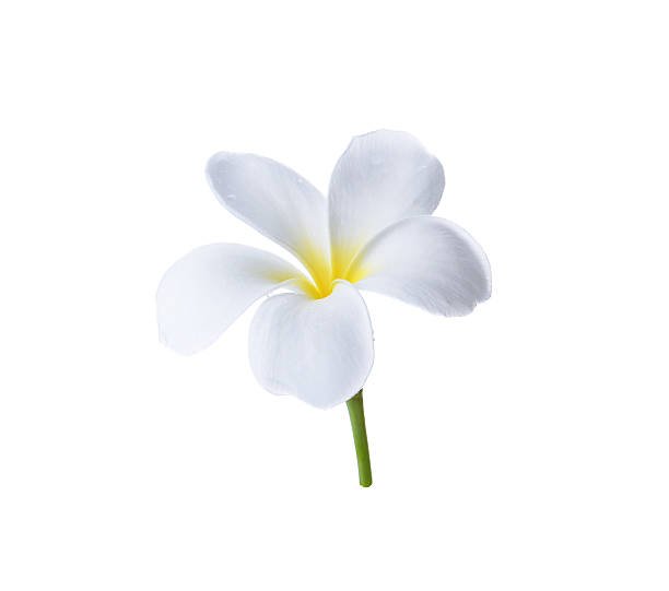 istock colorful plumeria flower isolated on white 471573254