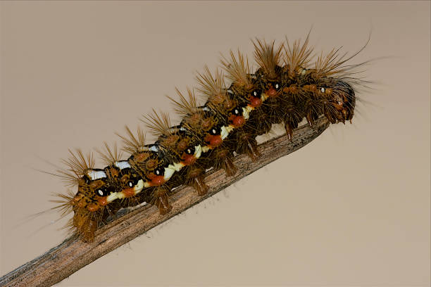 wild peludo caterpillar - branch caterpillar animal hair insect fotografías e imágenes de stock