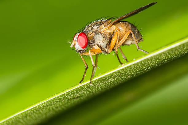 istock Closeup of a fly on a green leaf 471573568