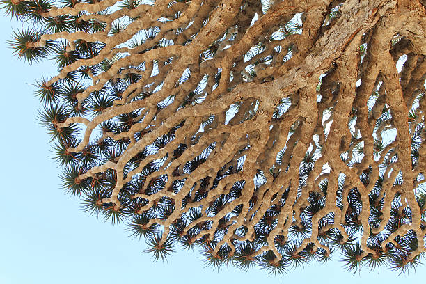 istock Spiky leaves of Dragon tree 471574277