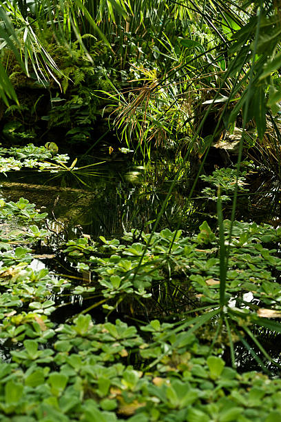 istock water lettuce, Pistia stratiotes, papyrus plant 471574478