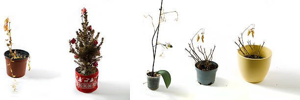 Set of 5 dried house plant. stock photo