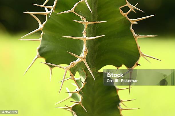 Foto de Cacto e mais fotos de stock de Afiado - Afiado, Beleza natural - Natureza, Cacto