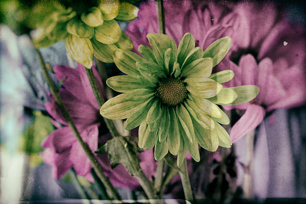 istock Flowers With Vintage Film Effect 471575154