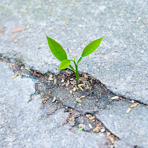 istock growing out of concrete 471575316