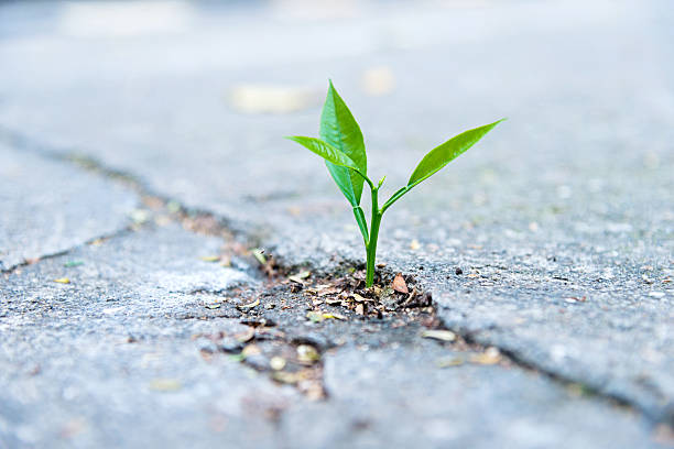 istock growing out of concrete 471575318