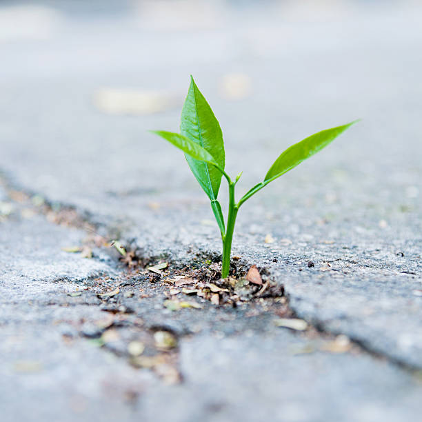 istock growing out of concrete 471575320