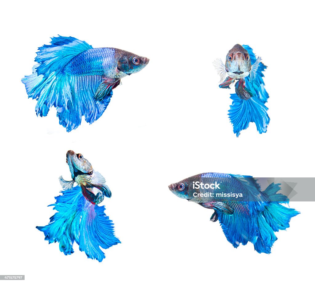 four actions of blue fighting fish siamese fighting fish isolated on white Activity Stock Photo