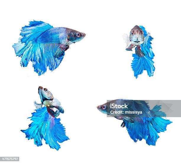 Four Actions Of Blue Fighting Fish Stock Photo - Download Image Now - Activity, Animal, Animal Fin