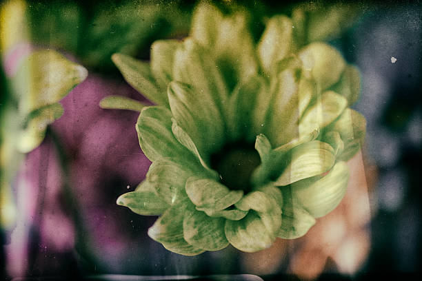 istock Flowers With Vintage Film Effect 471575844