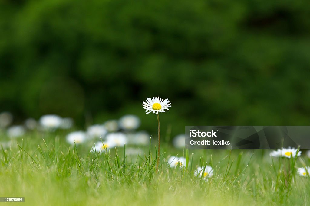 Campo de flores Margarida - Foto de stock de Agricultura royalty-free