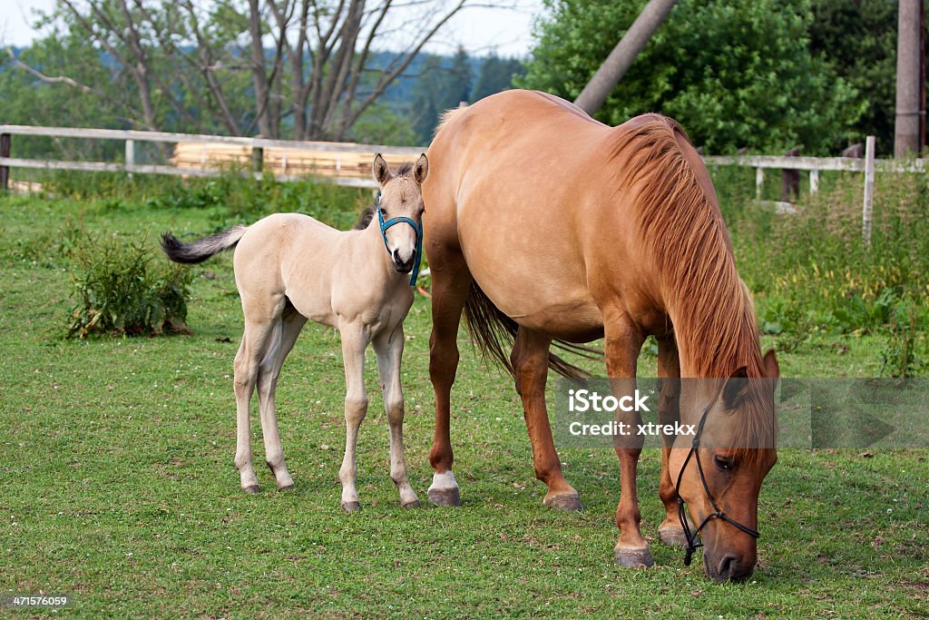 Mare e il suo Puledro - Foto stock royalty-free di Abbracciare una persona