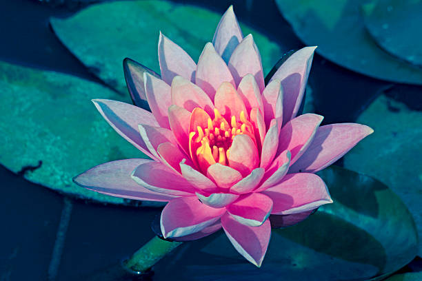 istock Pink Water Lily, Pink Lotus, Nymphaea pubescens 471576288