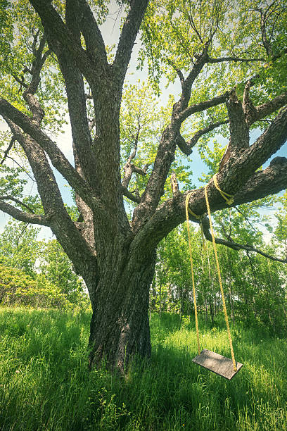 210+ Rope Swing Swing Tree Old Stock Photos, Pictures & Royalty-Free Images  - iStock