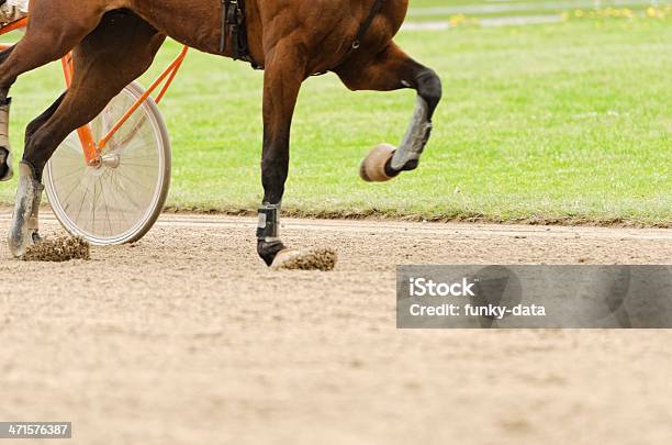 Harness Racing Horse On The Move Stock Photo - Download Image Now - Animal Muscle, Horse, Horseracing Track