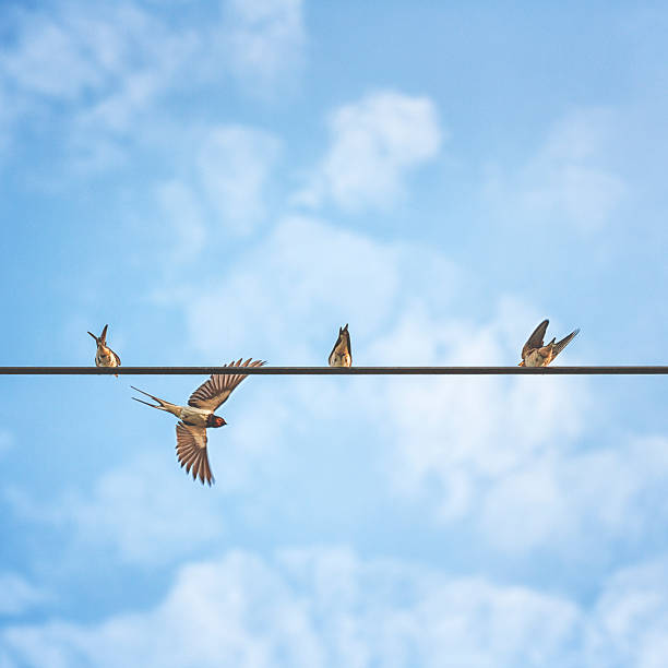 Swallows in conversation against summer sky.