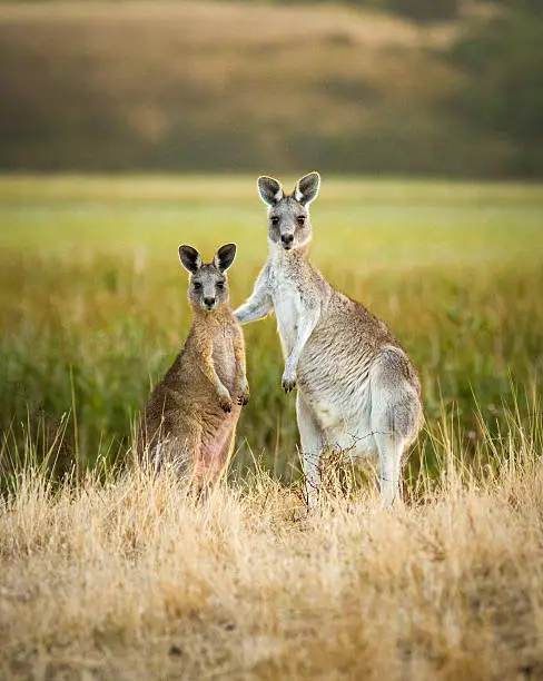 Two young kangaroos seem to be posing as friends