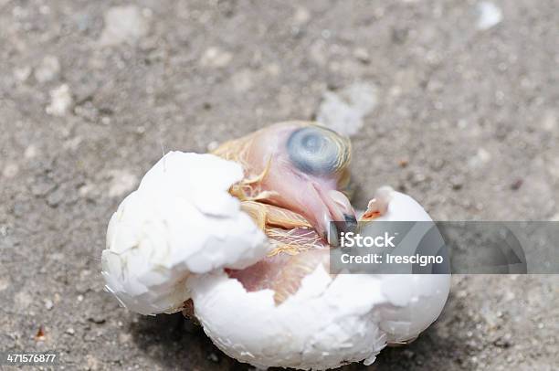 Foto de Broken Ovo e mais fotos de stock de Embrião - Estágio animal - Embrião - Estágio animal, Galinha - Ave doméstica, Pinto