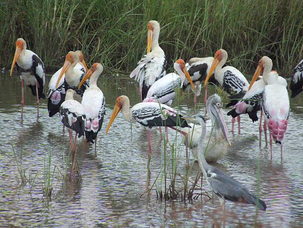 istock Flock of Painted Storks and Spot-billed Pelicans Feeding Intensely 471577652