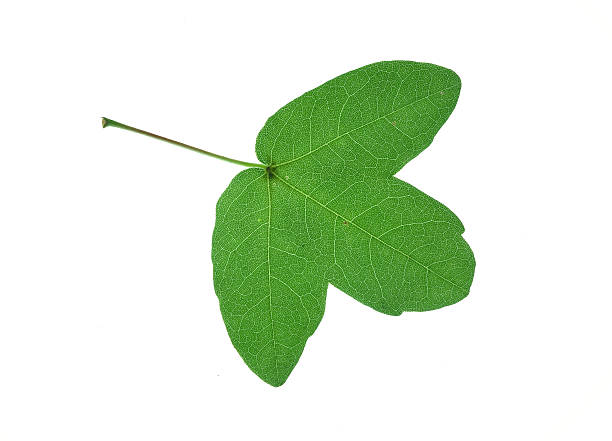 leaf stock photo