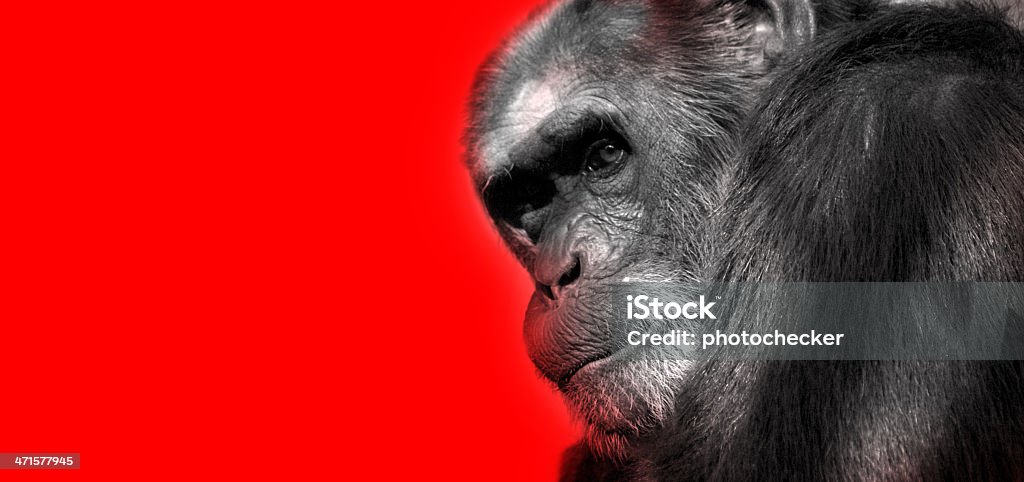 La triste vista de un mono - Foto de stock de Aire libre libre de derechos