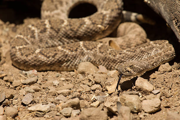 istock Western Diamond Backed Rattlesnake 471577997