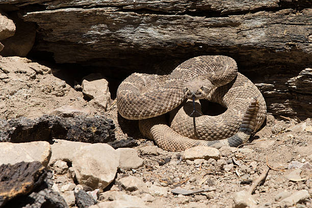 istock Western Diamond Backed Rattlesnake 471578029