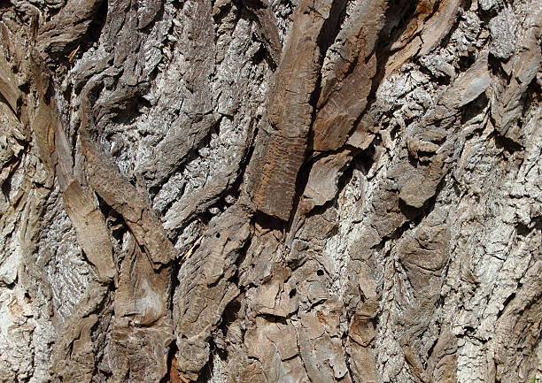 tle starego drewna kory wierzba - tree hole bark brown zdjęcia i obrazy z banku zdjęć