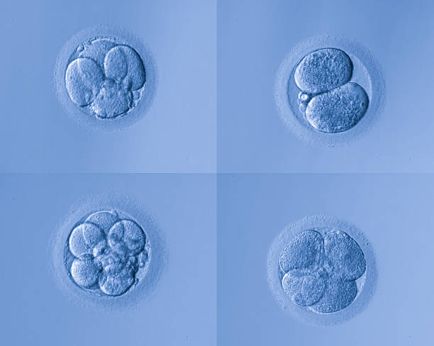 human cells egg human cells egghuman cells egg animal zygote stock pictures, royalty-free photos & images