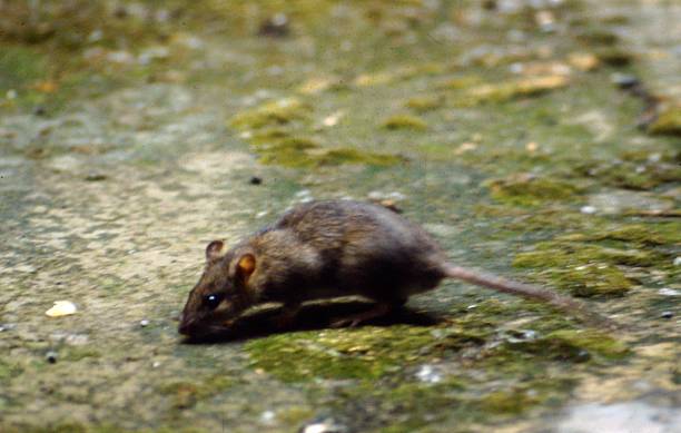 Sewer Rats Running 310+ Sewer Rats Pics Stock Photos, Pictures & Royalty-Free Images - iStock