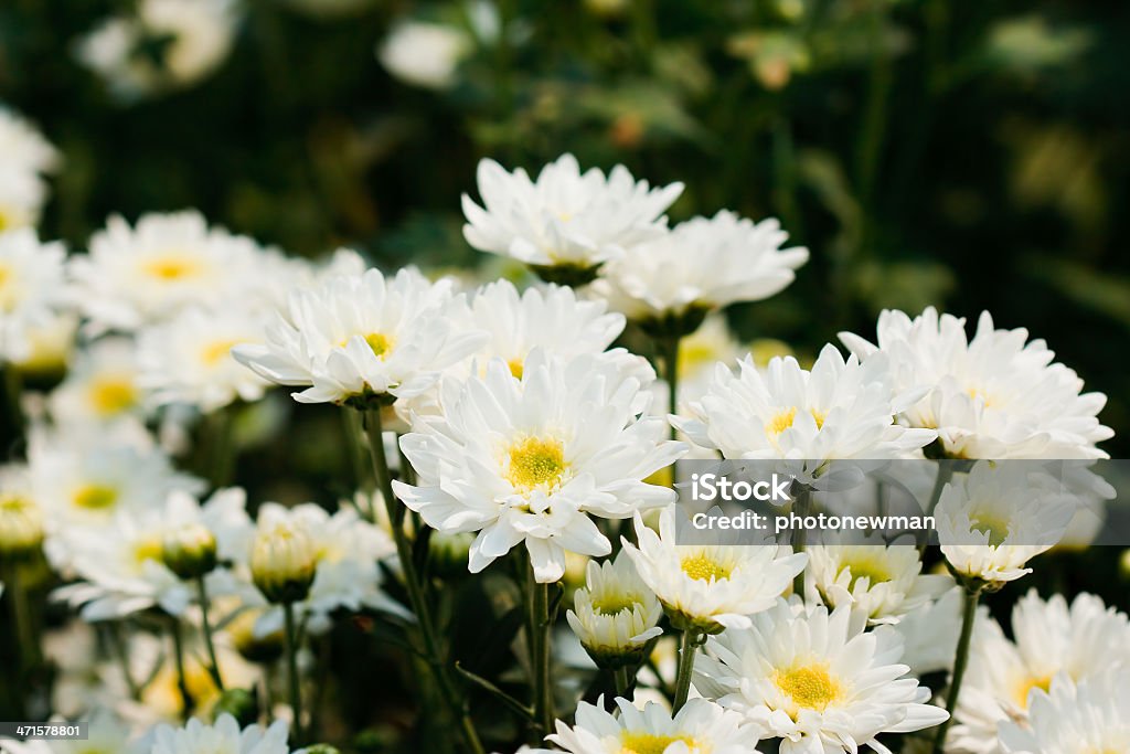 Weiße chrysanthemums Blumen - Lizenzfrei Baumblüte Stock-Foto