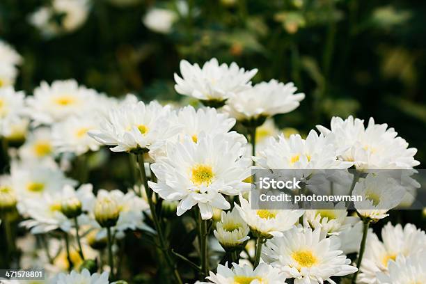 Weiße Chrysanthemums Blumen Stockfoto und mehr Bilder von Baumblüte - Baumblüte, Blatt - Pflanzenbestandteile, Blume