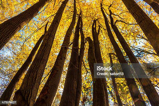 Beech Canopy Stockfoto und mehr Bilder von Ast - Pflanzenbestandteil - Ast - Pflanzenbestandteil, Aufnahme von unten, Baum