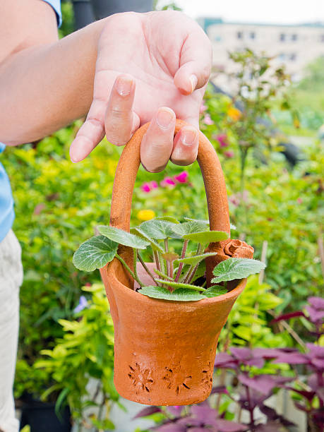 istock Hand holding up spring plant in pot 471579189
