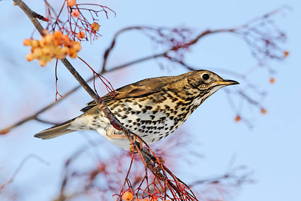 istock Song thrush, Turdus philomelos 471579575