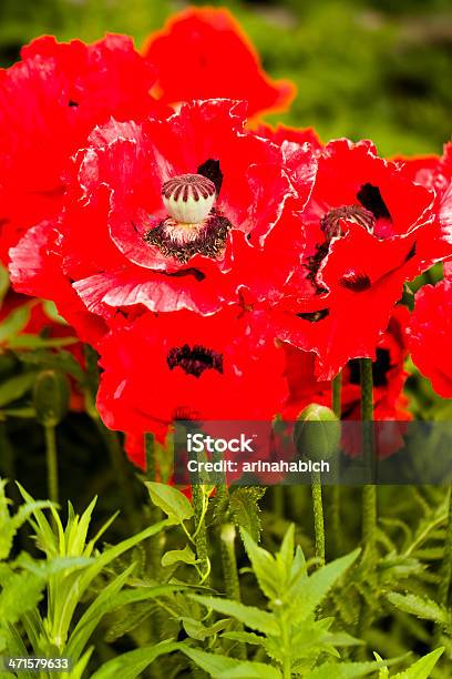 Foto de Flor e mais fotos de stock de Cabeça da flor - Cabeça da flor, Fotografia - Imagem, Natureza