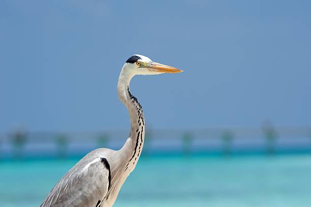 istock heron portrait with water 471579899