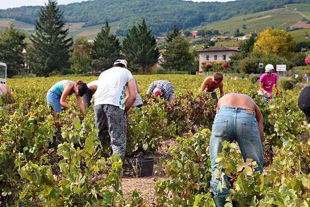 Grape harvest Beaujolais, France - September 17, 2012: Workers picking grapes during the harvest season in a  vineyard in the Beaujolais region of France. beaujolais region stock pictures, royalty-free photos & images