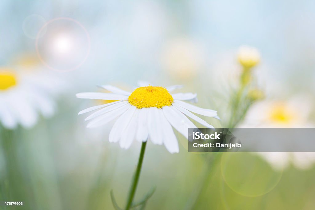 Bella Camomilla fiori su una luce solare - Foto stock royalty-free di Ambientazione esterna