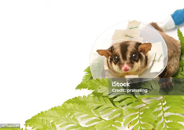 Petauro Dello Zucchero Su Callar - Fotografie stock e altre immagini di Animale - Animale, Animale da compagnia, Australia