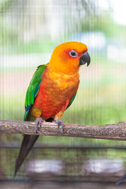 istock Colorful jandaya conure 471580517