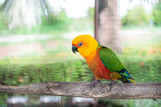 istock Colorful jandaya conure 471580525