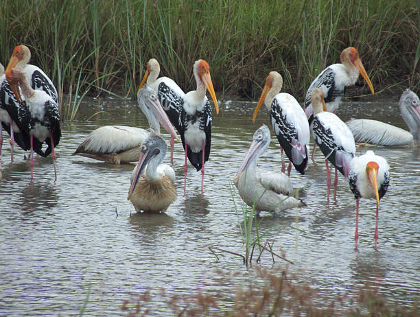 istock Flock of Painted Stork, Pelicans, and an Egret Feeding Intensely 471580532