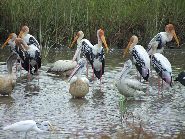 istock Flock of Painted Stork, Pelicans, and an Egret Feeding Intensely 471580542