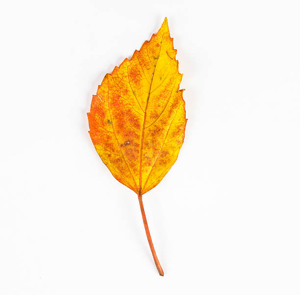 istock dried autumn leaves falling down on white background 471580566