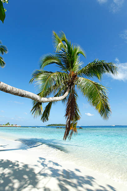 istock Palm on beach and sea background 471580577