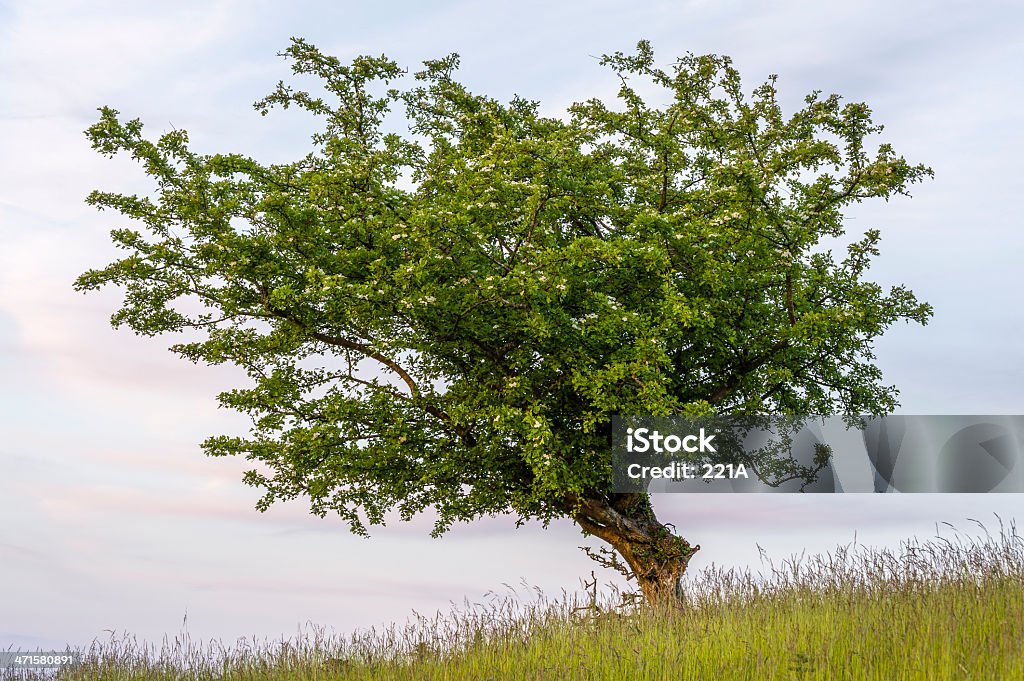 Regione dei Laghi: Bocciolo hawthorn al crepuscolo - Foto stock royalty-free di Biancospino