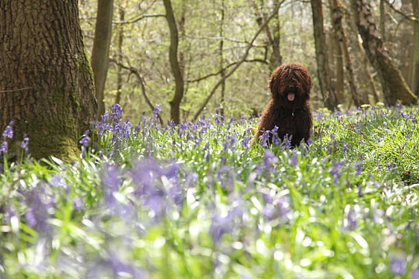 Spanish Water Dog in Bluebell stock photo