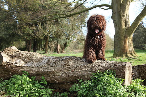 Brown Spanish Water Dog in woods stock photo