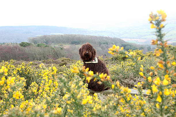 Brown dog in Gorse field stock photo